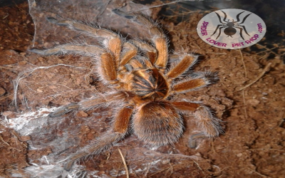 harpactira cafreriana mature male